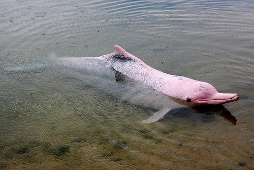 delfin-rosado